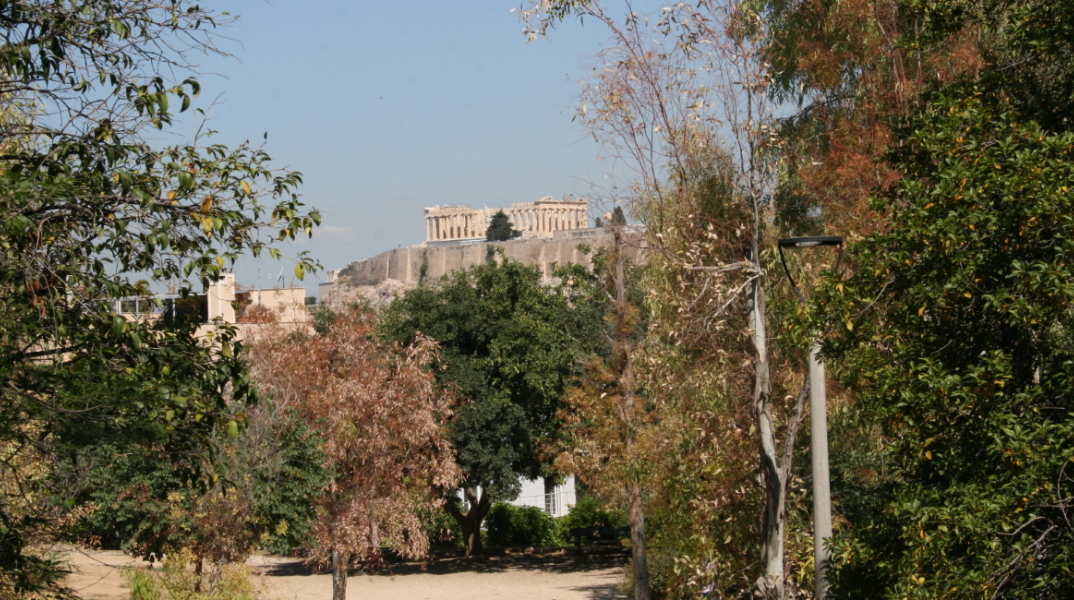 Άλσος Λογγίνου