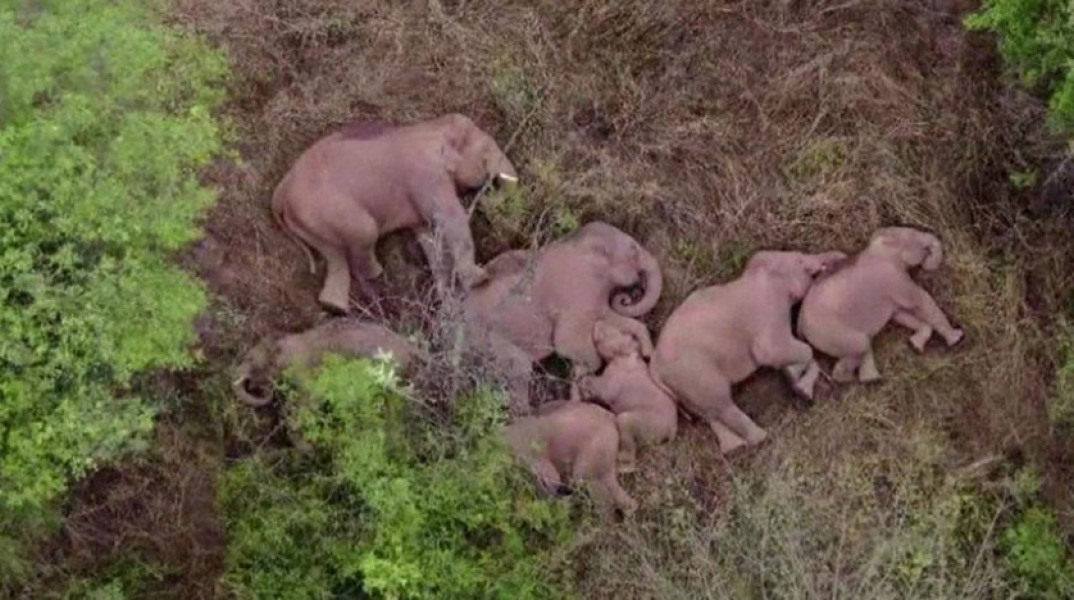 Κίνα: Οι περιπλανώμενοι ελέφαντες το ριξαν στον ύπνο