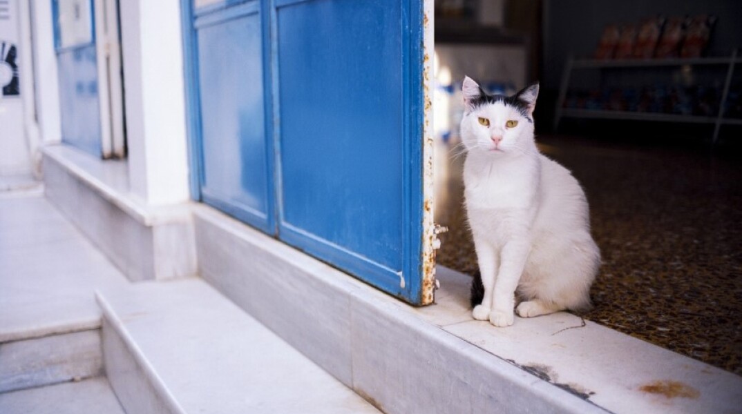 Μαγαζί σε ελληνικό νησί με μπλε πόρτα και μία γάτα στην είσοδο©Pixabay
