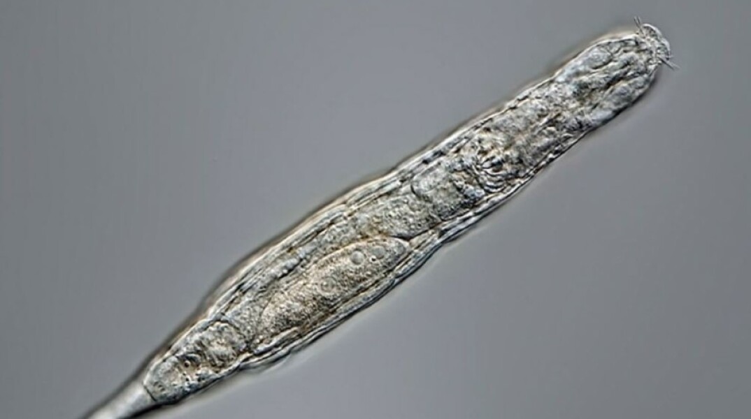 Σιβηρία: Μικροσκοπικό ζώο επέζησε 24.000 σε συνθήκες κατάψυξης