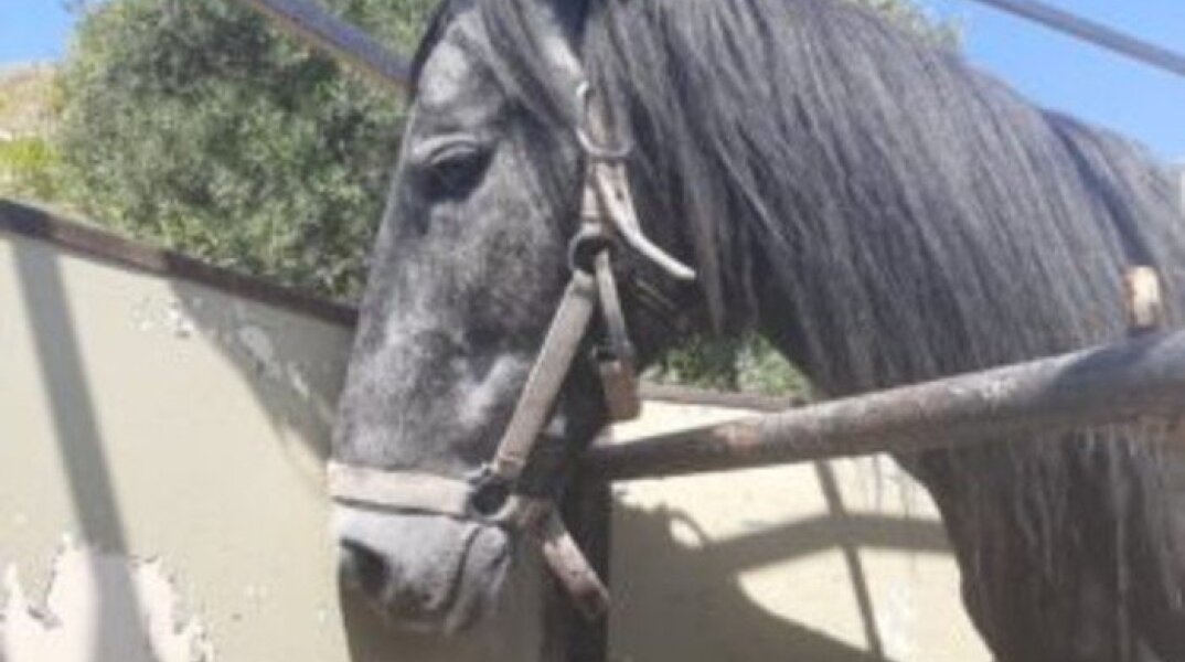 Τραυματισμένο άλογο στο Ηράκλειο Κρήτης 