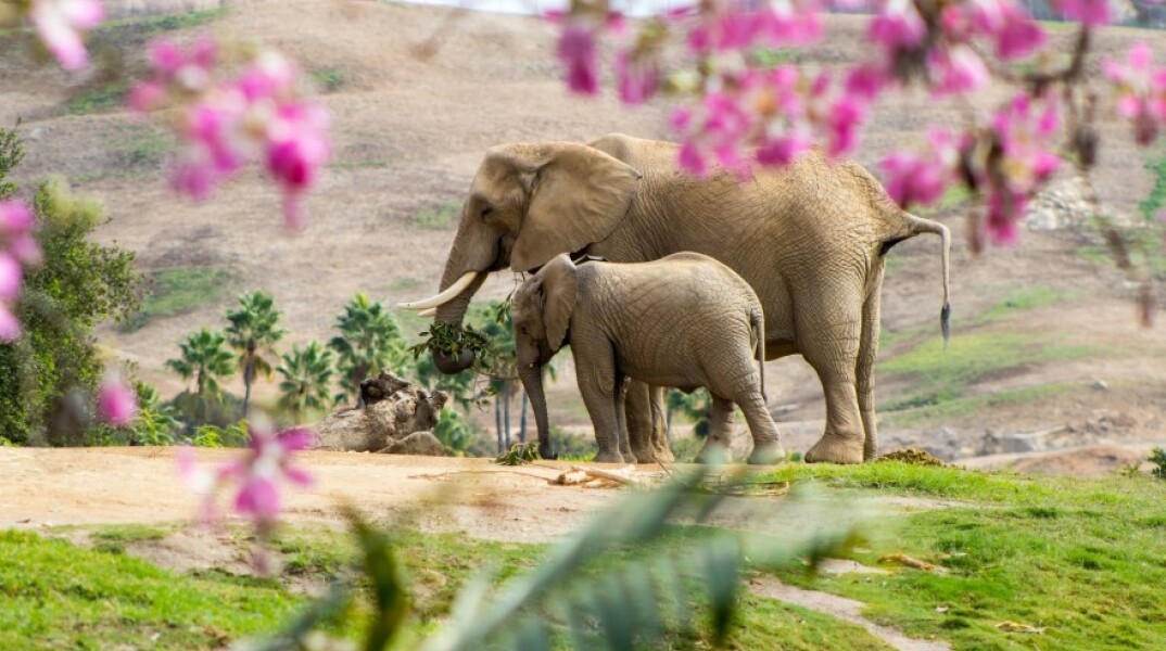 Ελεφαντίνα μαζί με το ελεφαντάκι της©Unsplash/Karam Alani