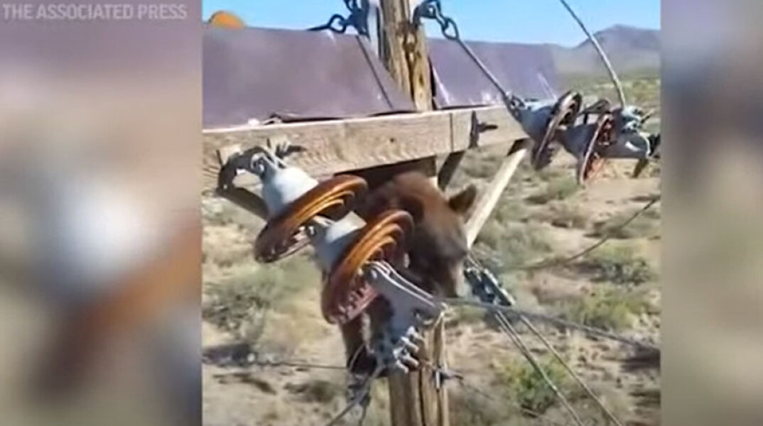Αρκούδα στην Αριζόνα έχει σκαρφαλώσει σε κολόνα του δικτύου ηλεκτροδότησης στην Αριζόνα των ΗΠΑ