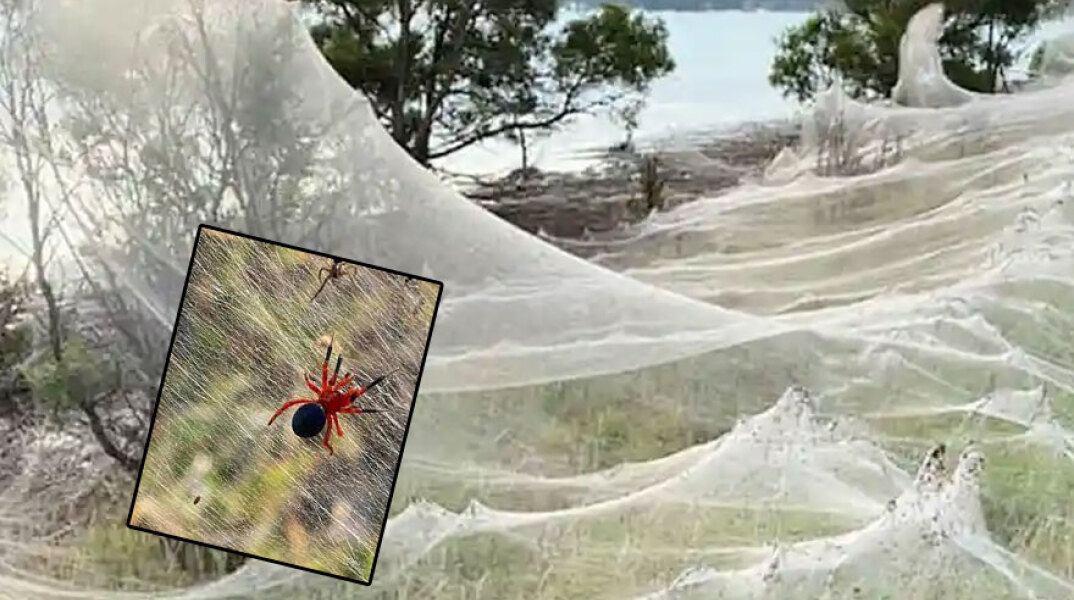 Πλημμύρες στην Αυστραλία: Αράχνες κάλυψαν με τεράστιους ιστούς τα παράλια στη Βικτόρια