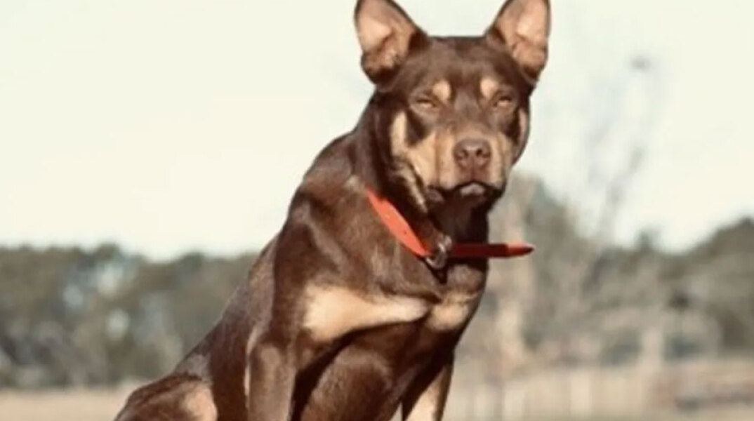 Hoover, ο πιο ακριβοπληρωμένος «εργαζόμενος» σκύλος