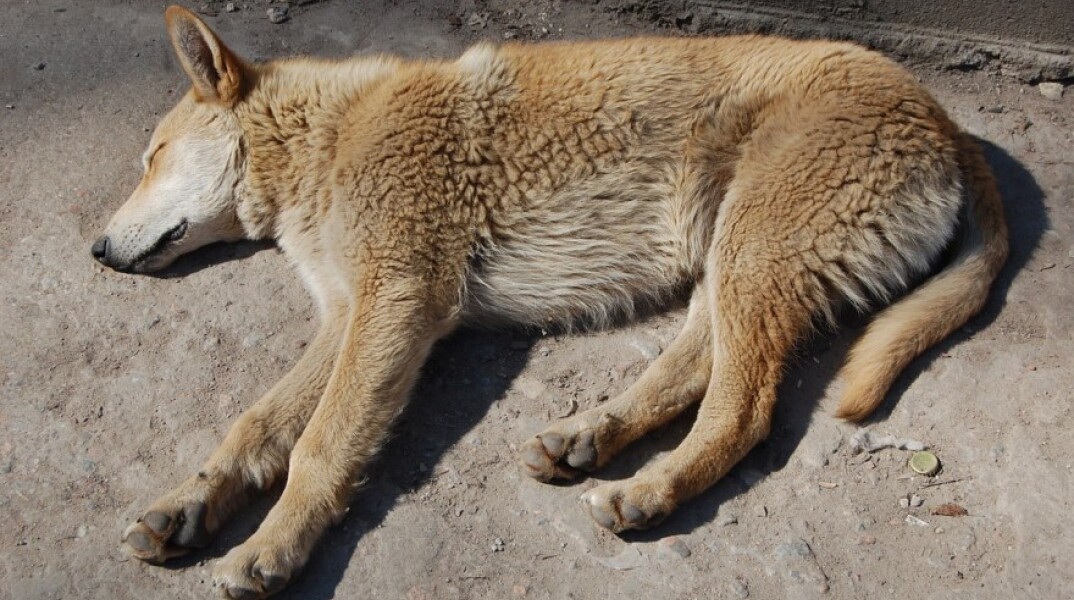 Ξαπλωμένος σκύλος που κοιμάται©Pixabay/IgorShubin 