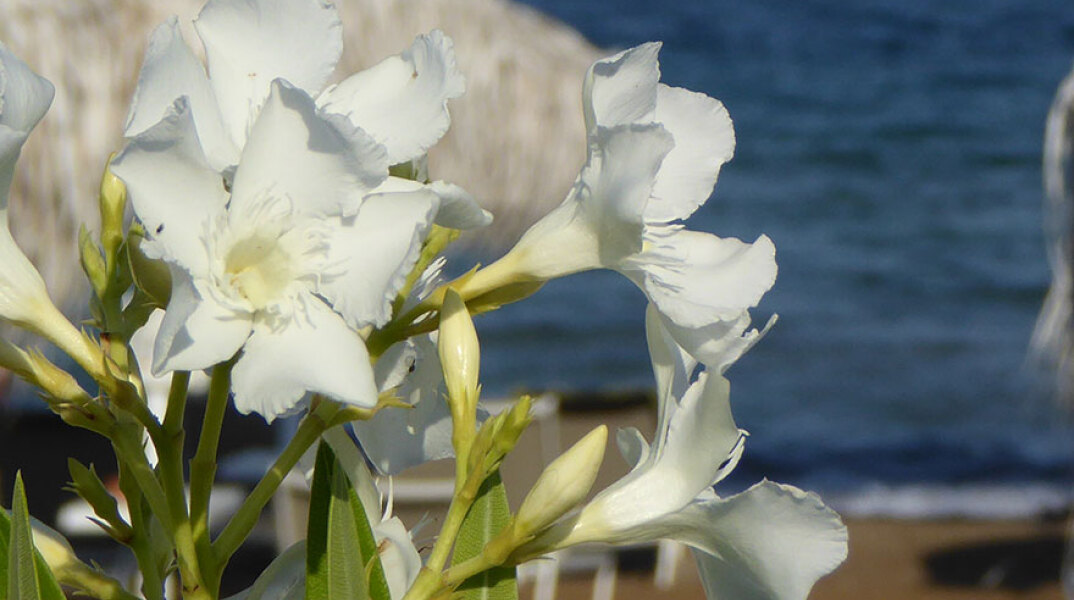 Λουλούδια σε παραλία - Ο καιρός σήμερα Σάββατο 19 Ιουνίου 2021 θα είναι γενικά αίθριος