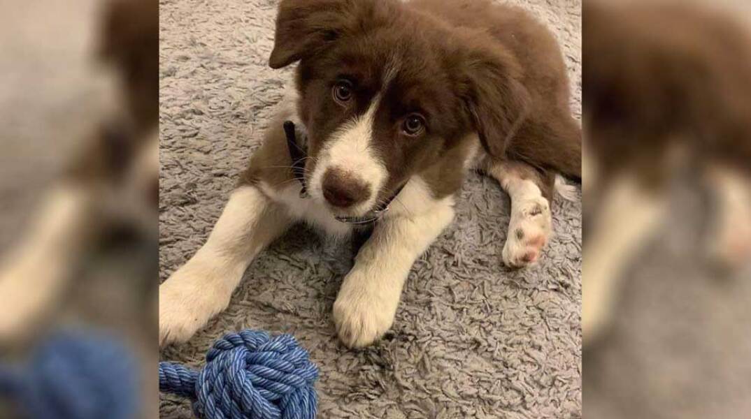 Η ιστορία της σκυλίτσας που κρέμασε ο συζυγοκτόνος στα Γλυκά Νερά