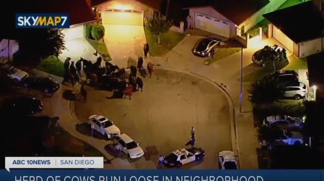 Αγελάδες το έσκασαν από σφαγείο και έκαναν βόλτες στο Λος Άντζελες