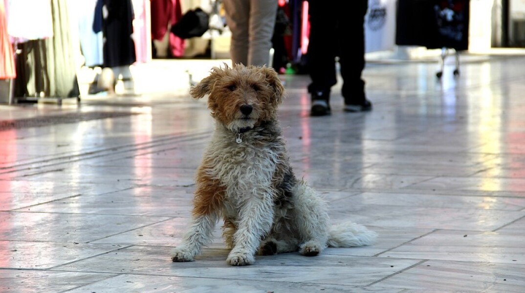 Ένα σκυλάκι στο κέντρο της Αθήνας©Pixabay
