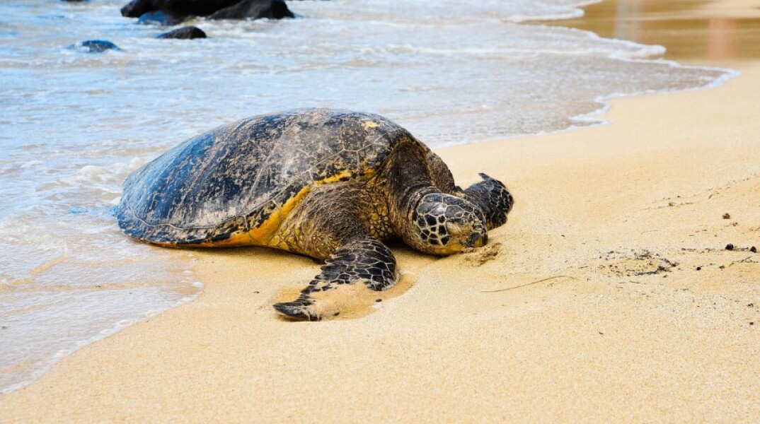 Μία θαλάσσια χελώνα στην παραλία©Piaxabay