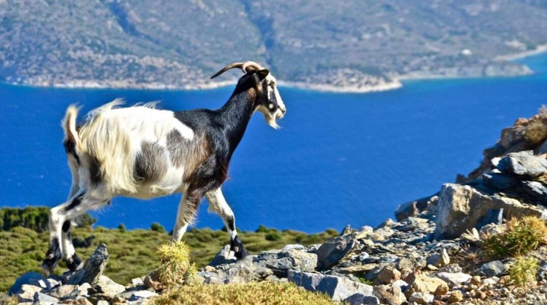 Το κατσίκι «συμμετέχει» στα παραδοσιακά πιάτα της Αμοργού, με αρχηγό το πατατάτο