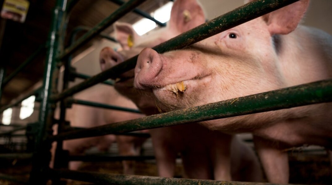 Εκτρεφόμενα γουρούνια σε κλουβί © Pixabay/borevina 