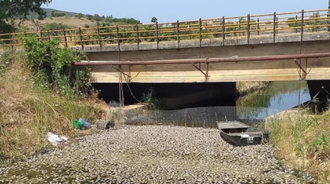 Χιλιάδες νεκρά ψάρια στη διώρυγα Κλεοπάτρας