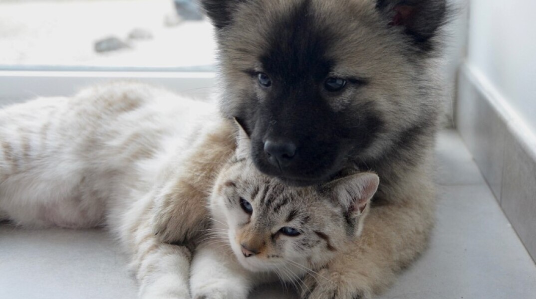 Ένας σκύλος αγκαλιά με μία γάτα © Pixabay/JACLOU-DL