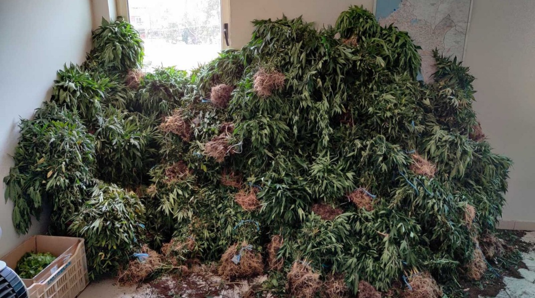 Κιλκίς: Είχε σπίτι του 48 δενδρύλλια κάνναβης