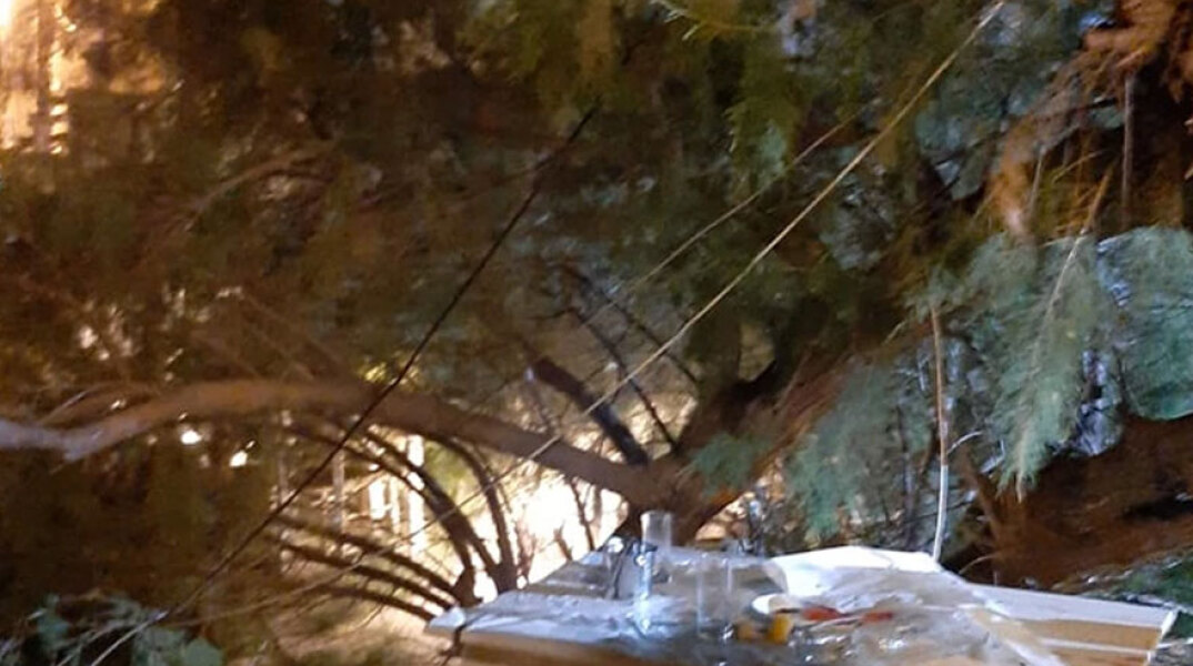 Λέσβος: Το κλαδί που έπεσε πάνω στην αντιδήμαρχο Καθαριότητας Δήμητρα Αλεξανδρή μέσα σε ταβέρνα στη Μυτιλήνη