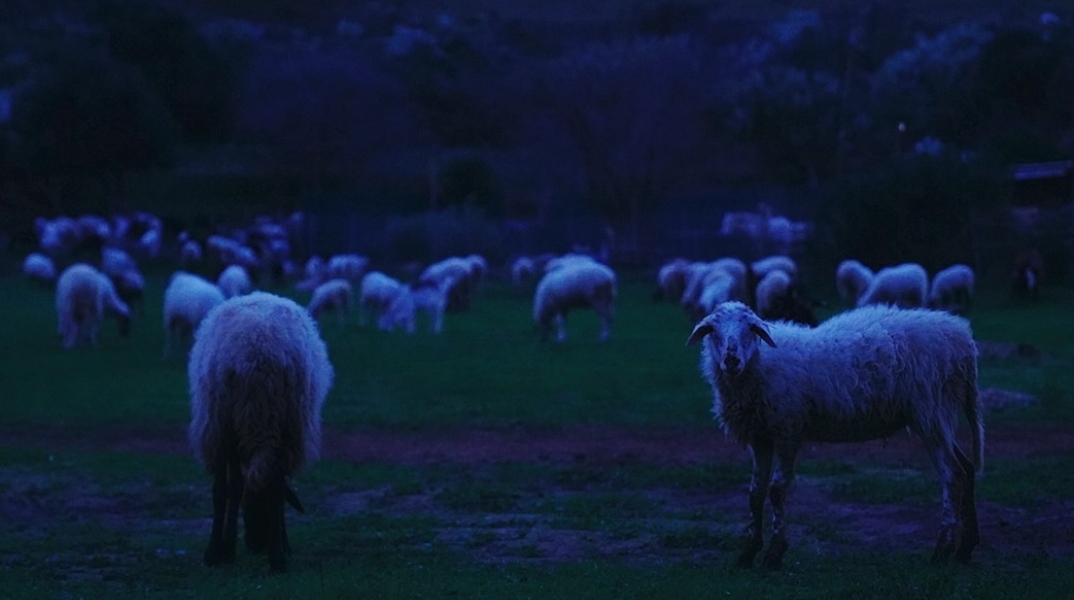 Κοπάδι από πρόβατα