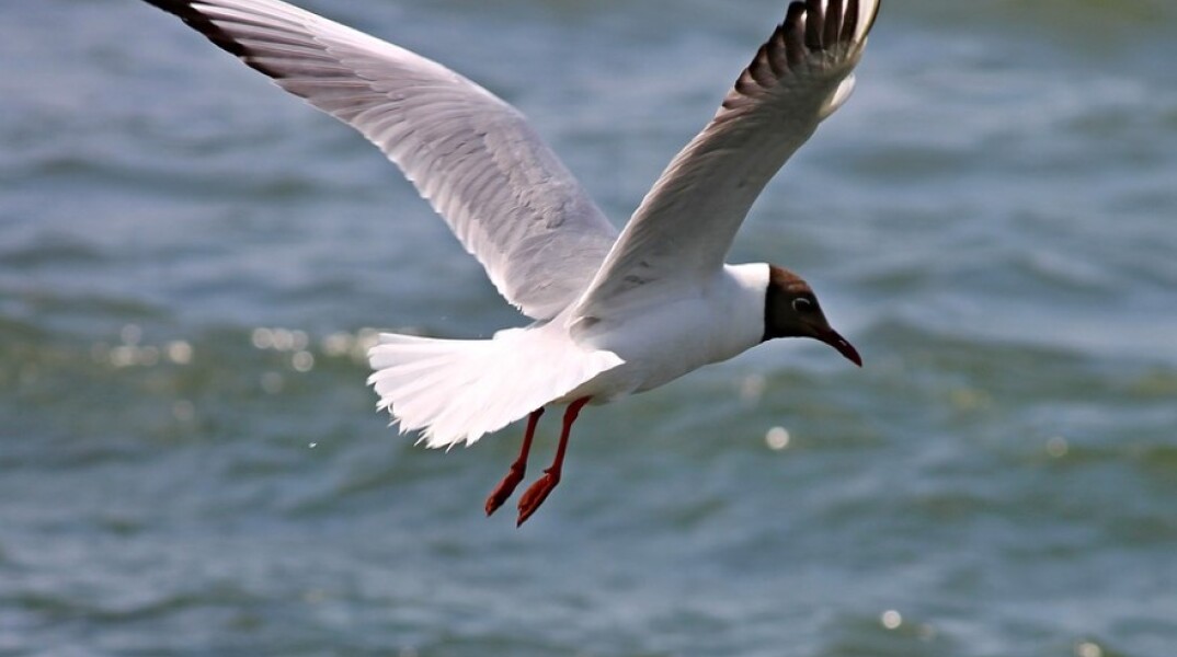 Μαυρογλάρονο με ανοιχτά φτερά © Pixabay