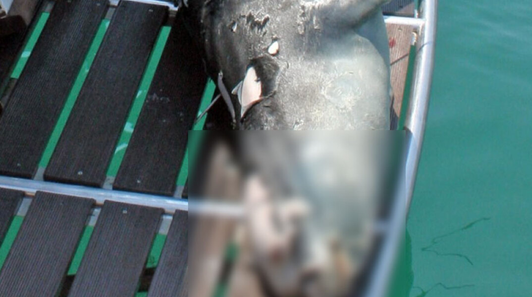 Ο «Κωστής», η αρσενική μεσογειακή φώκια που εντοπίστηκε νεκρή στην Αλόννησο