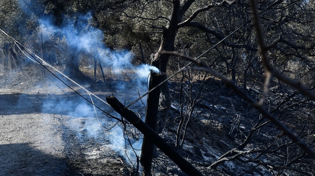 Φωτιά σε δέντρο στην Αχαΐα (φωτογραφία αρχείου)