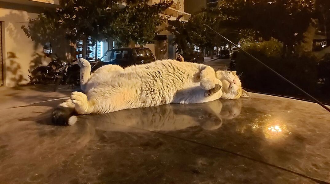 Γάτα που κοιμάται στην οροφή ενός αυτοκινήτου