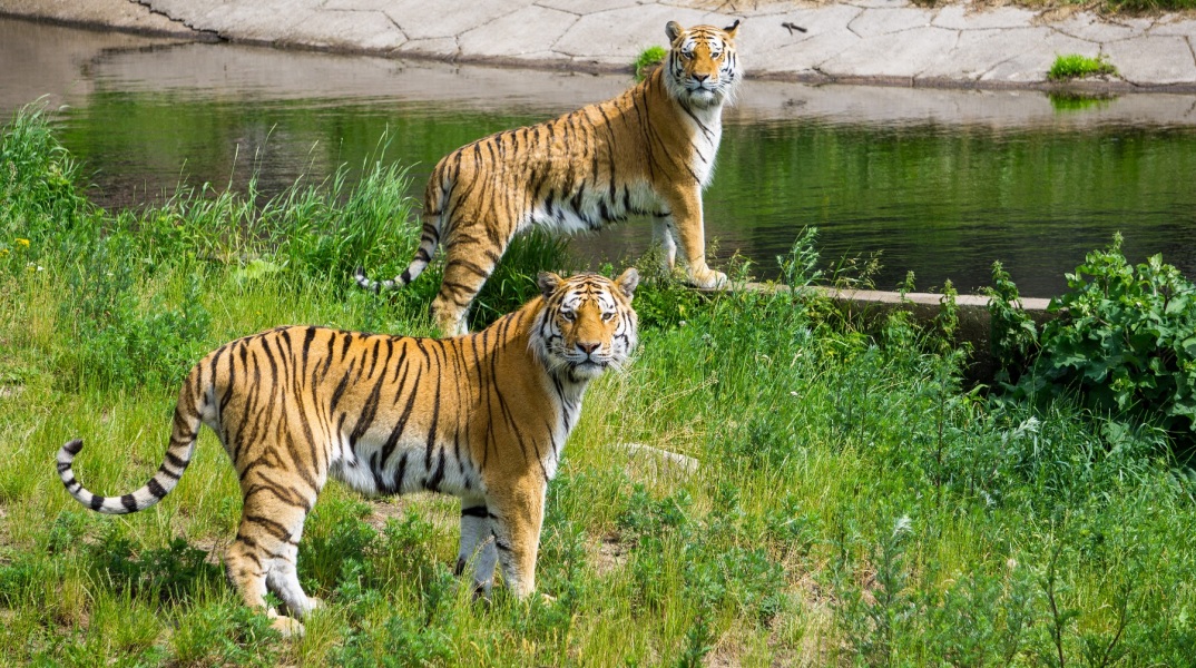 Οι αρχές της Ινδονησίας ανακοίνωσαν ότι δύο τίγρεις  προσβλήθηκαν από κορωνοϊό σε ζωολογικό κήπο της Τζακάρτας -άγνωστη η πηγή της ασθένειας