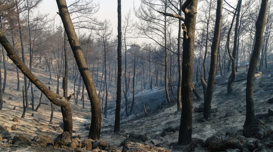 Η φωτιά στη Ρόδο μετέτρεψε σε αποκαΐδια περίπου 10.000 στρέμματα δασικής και αγροτικής έκτασης © EUROKINISSI