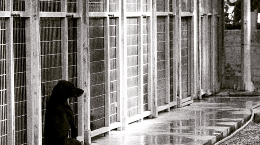 Εκκενώνεται το καταφύγιο για αδέσποτα ζώα της Εριέττας Κούρκουλου