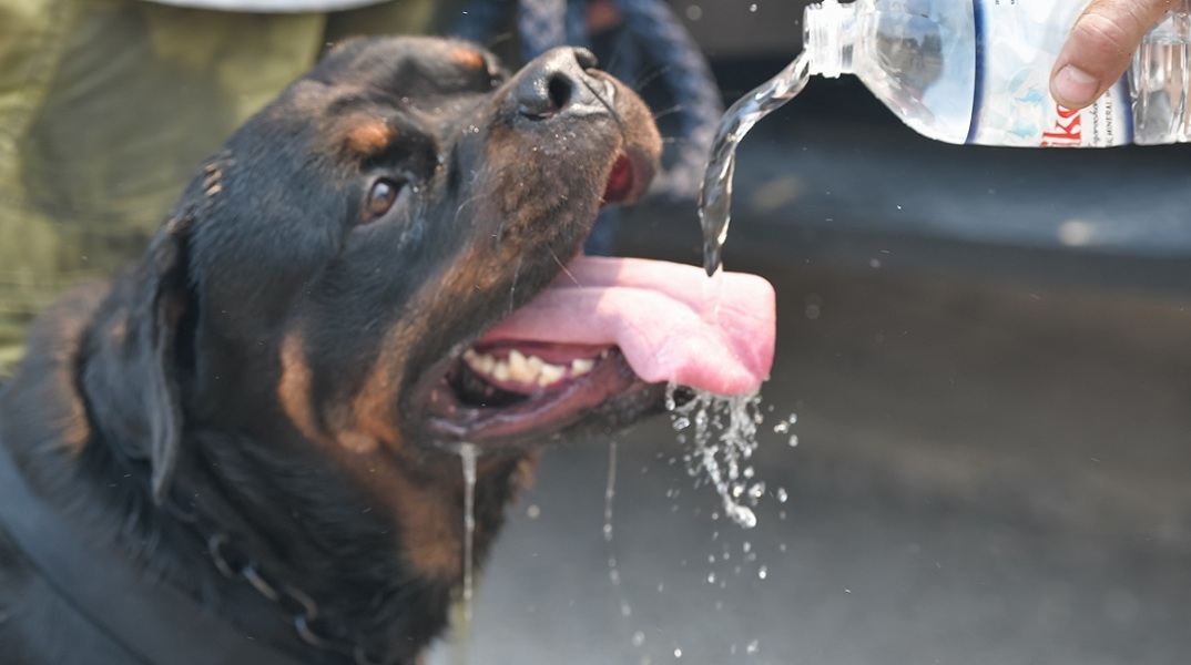 Ένας σκύλος απεικονίζεται να πίνει νερό, αφού έχει διασωθεί από τις φλόγες που καίνε τη Βόρεια Αττική.