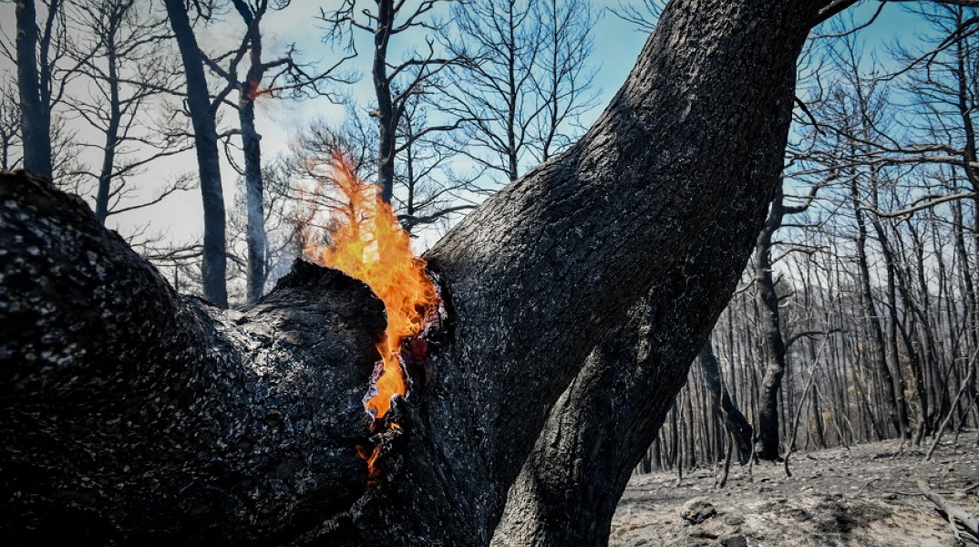 Φωτιά καίει σε δέντρο 