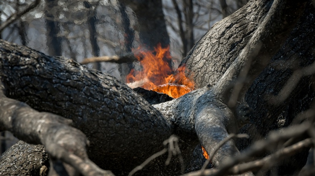 Φωτιά σε δέντρο