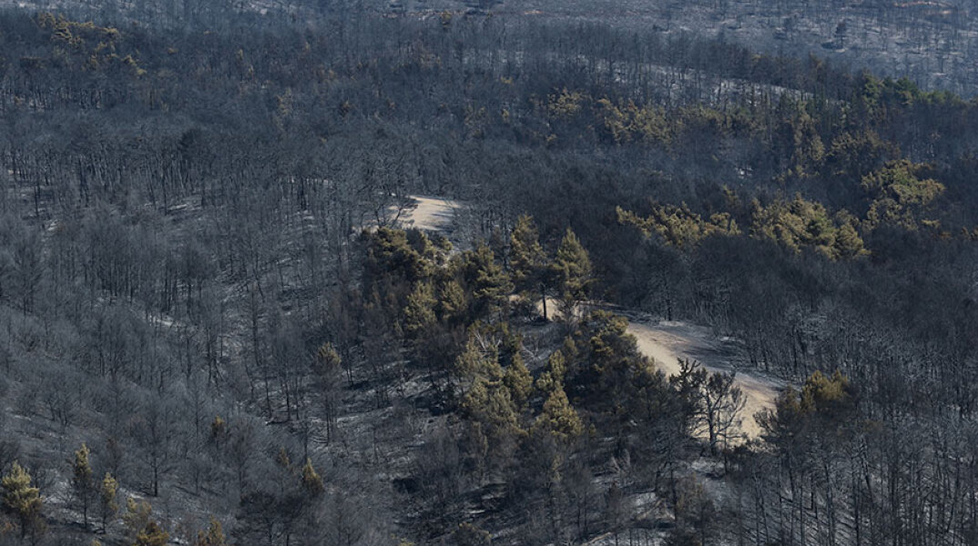 Φωτιά στην Αττική: Καμένες εκτάσεις στην Πάρνηθα - Χιλιάδες νοικοκυριά παραμένουν χωρίς ρεύμα, όπως ανακοίνωσε ο ΔΕΔΔΗΕ