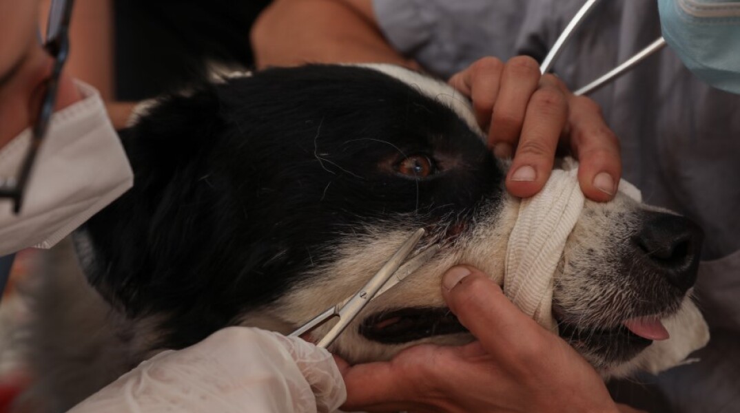 Γαλάτσι: Στιγμιότυπο από τον χώρο προστασίας ζώων από πυρόπληκτες περιοχές © EUROKINISSI/ΔΗΜΗΤΡΟΠΟΥΛΟΣ ΣΩΤΗΡΗΣ