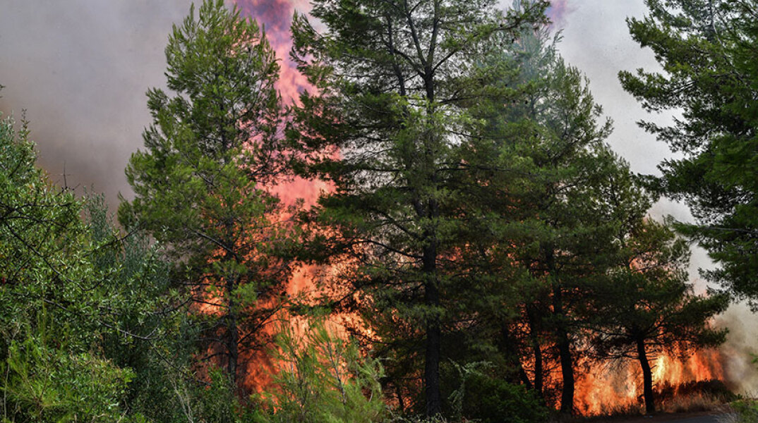Φωτιά στην Αρκαδία: Δέντρα στις φλόγες στη Γορτυνία