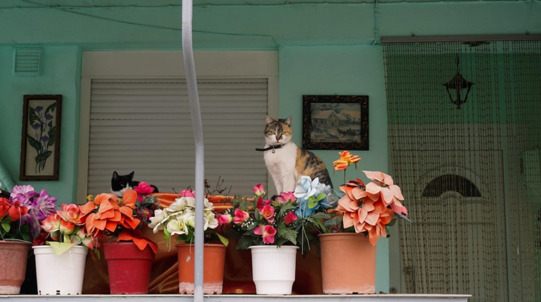 Μια γάτα κάθεται ανάμεσα στις γλάστες ενός σπιτιού. 