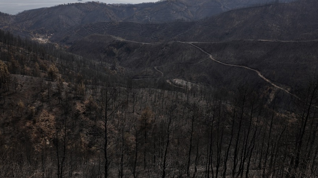 Καμένες εκτάσεις γης μετά τις πυρκαγιές στην Ελλάδα - Εικόνα από τη Βόρεια Εύβοια