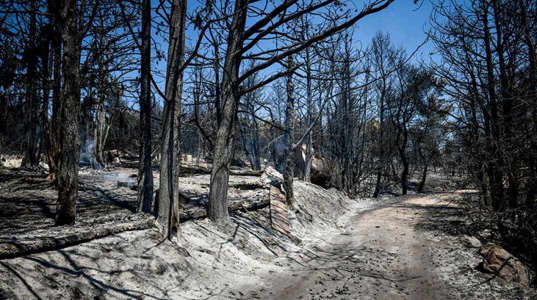 Καμένη γη στο Κρυονέρι - Υποχρεωτικά αναδασωτέες όλες οι δασικές εκτάσεις που κάηκαν από τις πυρκαγιές