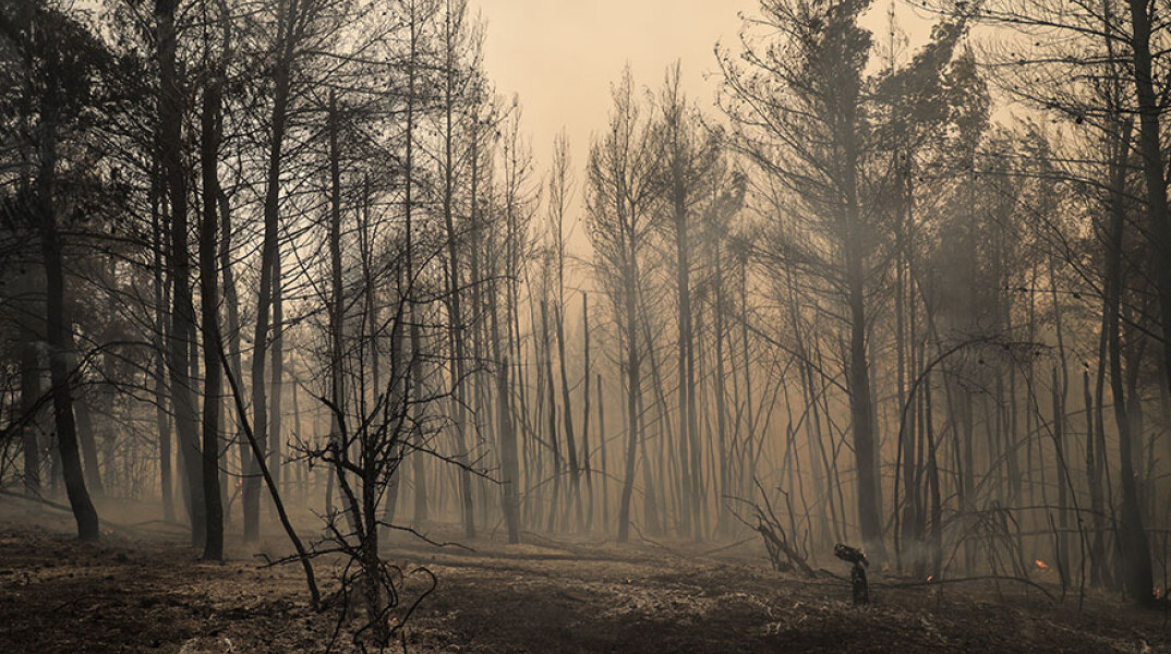 Καμένη γη στην Εύβοια μετά το πέρασμα της καταστροφικής πυρκαγιάς