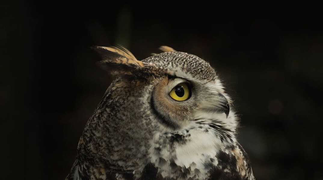Κουκουβάγια (ΦΩΤΟ ΑΡΧΕΙΟΥ) - Σκοτώθηκε ο Nico Duo, Ιταλός αθλητής του πόλο σε τροχαίο - Κουκουβάγια έπεσε στο κράνος του