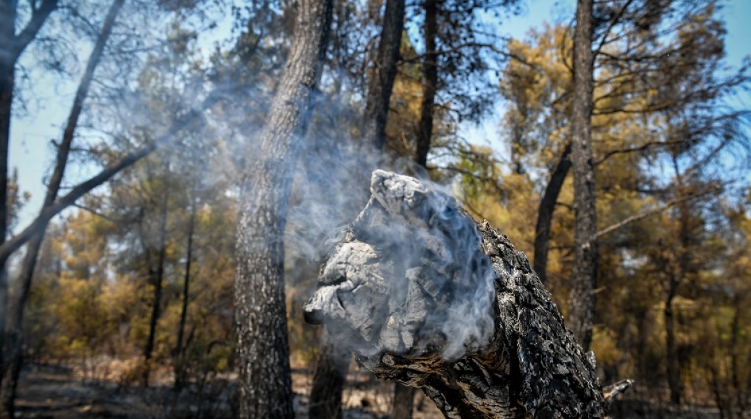 Φωτιά στα Βίλια Αττικής - Κορμός καμένου δέντρου εξακολουθεί να «καπνίζει»