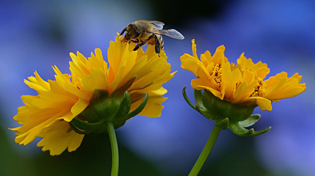 Οι πυρκαγιές και οι μέλισσες