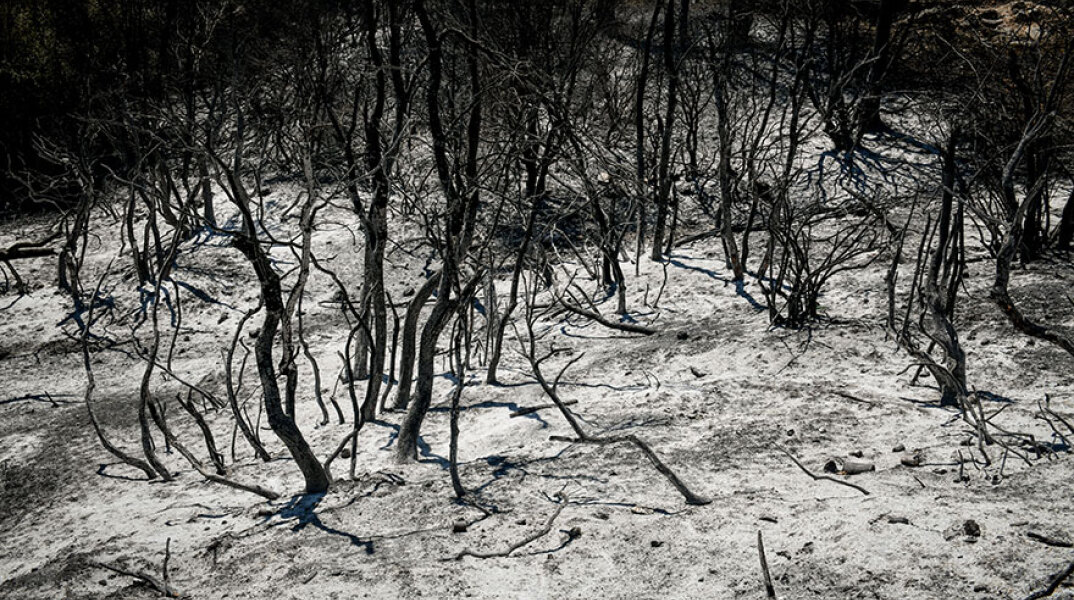 Στάχτη και αποκαΐδια στο Κρυονέρι μετά τη φωτιά - Στη Βουλή τα μέτρα για την προστασία και αποκατάσταση των καμένων εκτάσεων