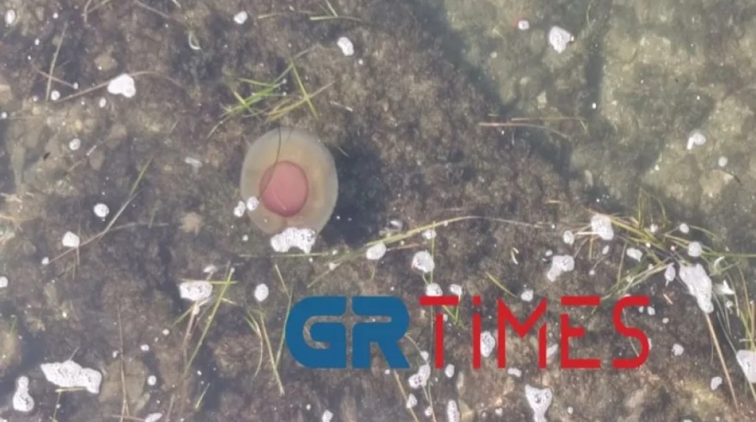 Mέδουσες σαν αυγά μάτια στον Θερμαϊκό 