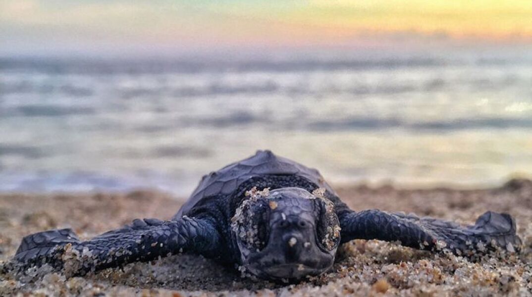 Καρέτα Καρέτα