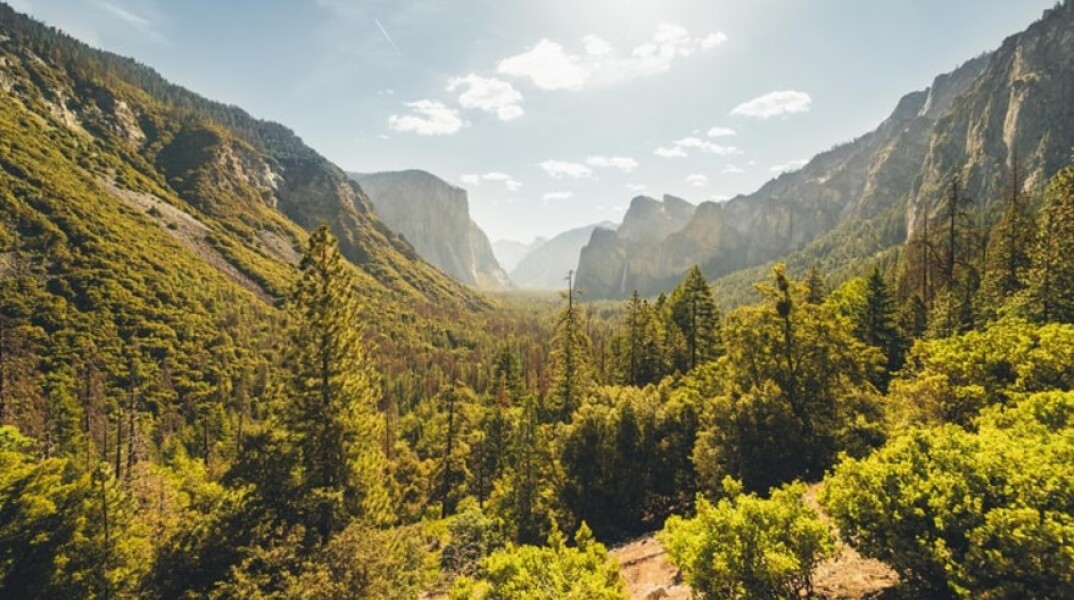 Δάσος-δέντρο