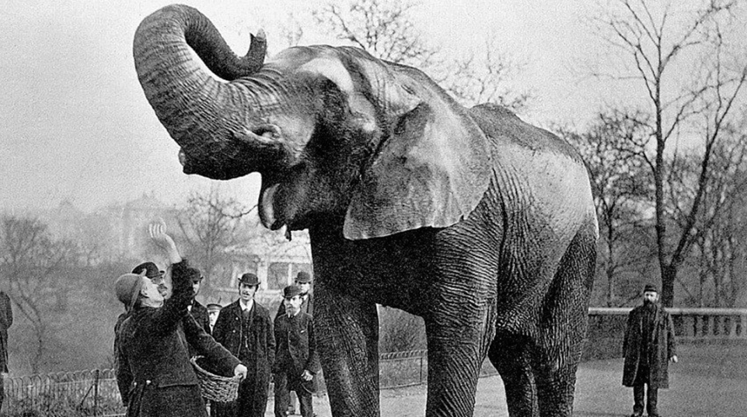 13 Σεπτεμβρίου 1916: ο απαγχονισμός ενός ελέφαντα