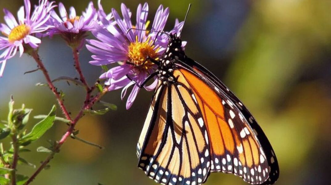 butterfly-monarche.jpg