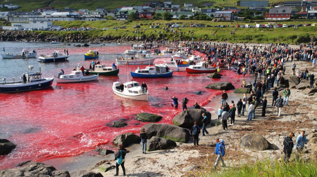 Χιλιάδες δελφίνια σφαγιάστηκαν στα Νησιά Φερόε, με τη θάλασσα να γίνεται «κόκκινη» μετά το βάρβαρο έθιμο «grindadrap»