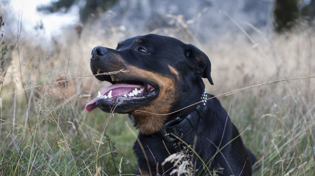 Ρότβαιλερ (ΦΩΤΟ ΑΡΧΕΙΟΥ) - Ένοχοι οι ιδιοκτήτες των δύο σκυλιών, τα οποία επιτέθηκαν και σκότωσαν τον 5χρονο Στάθη στην Κοζάνη